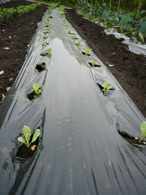 家庭菜園で土に触れる時間